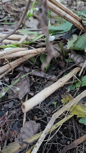 Snowdrops Are Blooming! Spring Is Not Far Away #gardening #snowdrops #springgarden