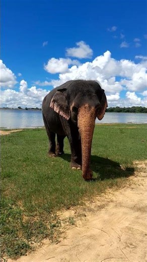 Elephant Eating Grass #shorts