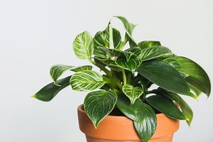 24 Stunning Philodendron Varieties You Need to Know About