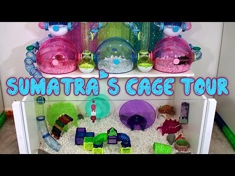 Sumatra's Hamster Cage Tour - May 2014