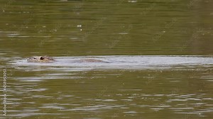 A coypu feeding in the water showing his big red teeth then swims and exits the shot at a small pond at Lake Kerkini in Northern Greece.