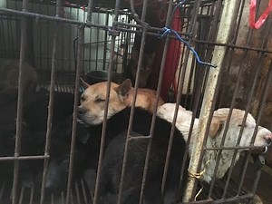 Yulin 2018, Dog Meat Festival, Dogs Rescued, China