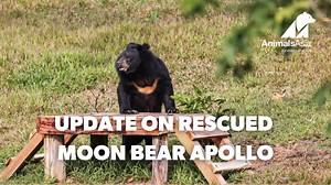 176K views · 8.3K reactions | APOLLO'S UPDATE One year ago, Apollo,...