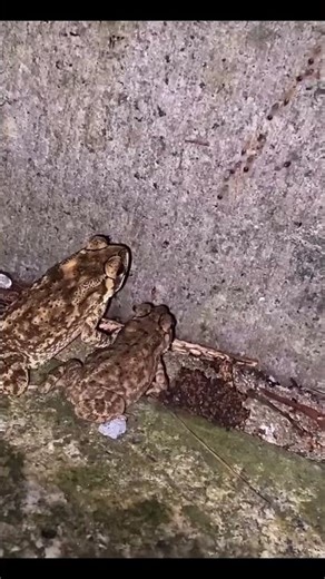 Little Toad, big brother will take you to eat conveyor belt hotpot this weekend!