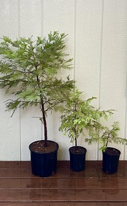 Live Incense Cedar Tree: California Native Evergreen for Privacy Screens - Etsy Canada