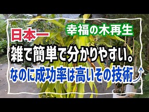 【幸福の木再生】日本一雑で簡単で分かりやすい。なのに成功率は高いその技術⤴︎