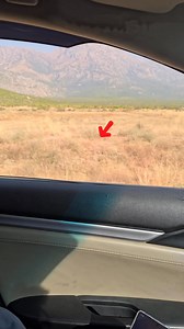 6.2K views · 41 reactions | Wild Partridge Feeding in the Wild  A beautiful moment of a wild partridge calmly feeding in its natural habitat. #love #nature #partridges #birdslover | Birds 9 | Facebook