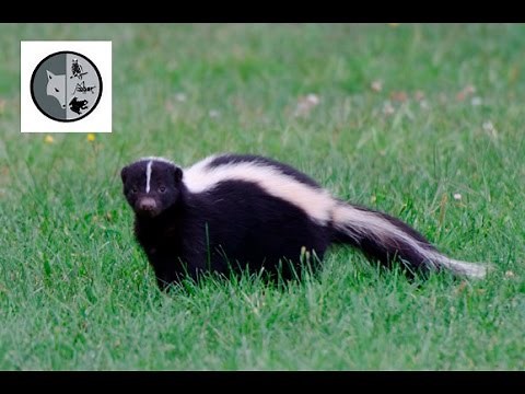 Explosive encounter between a skunk and raccoon!