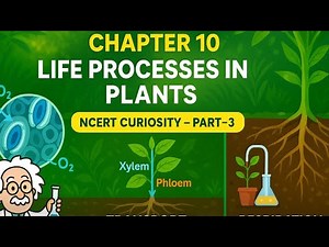 CLASS 7 SCIENCE | CHAPTER 10 | LIFE PROCESSES IN PLANTS PART-3 | NCERT CURIOSITY | CBSE |KVS | NEP