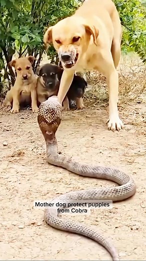 639K views · 3.7K reactions | Dog vs Cobra #dog #snake #protection #safetyfirst #fblifestyle #AlwaysThinkPositive #tontonvlog #ForEntertainmentPurposesOnly | Ton Ton Vlog | Facebook
