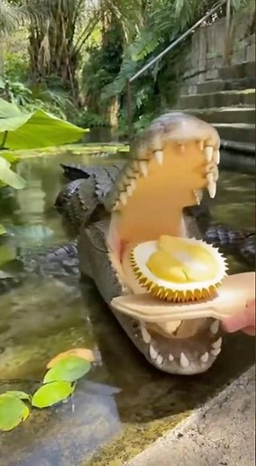Exotic Taste Test: Watch a Crocodile Try the King of Fruits! #funny #cute #animals
