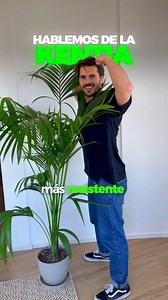 ✅🌿 Cuidados de la Kentia 🌿✅ La Kentia (o Howea forsteriana) es una de las palmeras de interior más famosas y resistentes que existen, pero para tenerla espectacular, necesitas saber un par de cosas. 👉 Luz: Aunque soporta la penumbra, le va mucho mejor un sitio bien iluminado, pero sin sol directo. 👉 Riego: ¡Poco agua! Prefiere que la rieguen menos a que la ahoguen. Deja secar bien el sustrato entre riegos. 👉 Temperatura: Dale un clima tropical, entre 18º y 24º C, y aléjala de corrientes de 