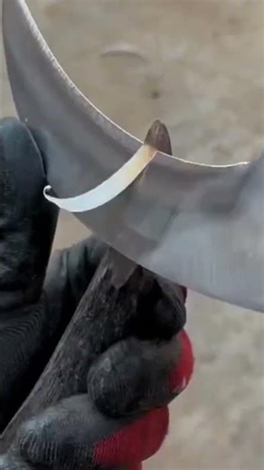 the process and tutorial for grafting a branch#shorts #trending #youtubeshorts #viral #viraltiktok