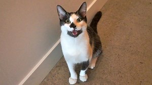 8 Signs Your Cat is Actually a Dog - 1Funny.com