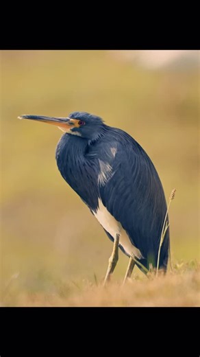 This Tricolored Heron didn’t like the American White Ibis encroaching on it from behind. It’s take off gave me a good opportunity to show all colors in its feathers. 🪶 #tricoloredheron #heron #birding #birder #birdsoﬁnstagram | HueyOutside