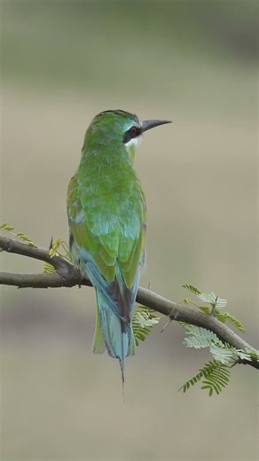 Blue-cheeked bee-eater / Nalsarovar birds sanctuary October 2025