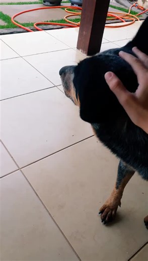 ioi eu sou a cachi filha da ana