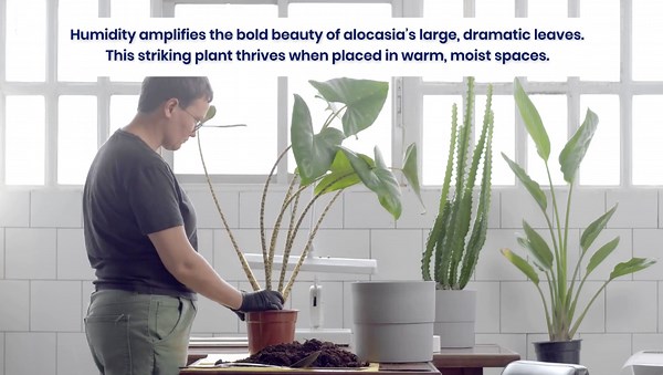 10 Plants That Absolutely Love the Humidity of Your Bathroom