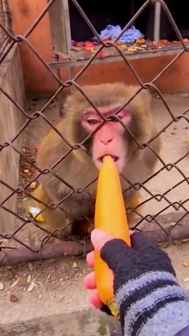 Crazy and Fierce Behavior of Wild Creatures