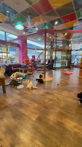 5.7K views · 163 reactions | It’s Dreamie time in Nottingham!!!! The cats are definitely enjoying all of their treats from Santa | Kitty Café | Facebook