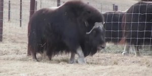 WATCH: Musk ox gives birth to healthy calf