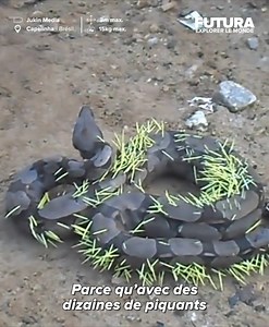 4.9M views · 14K reactions | () Aurait-on découvert une nouvelle...