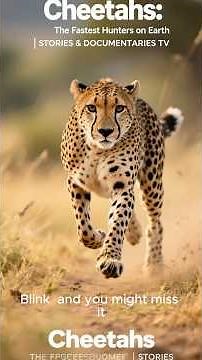 Cheetahs: The Fastest Hunters on Earth | STORIES & DOCUMENTARIES TV