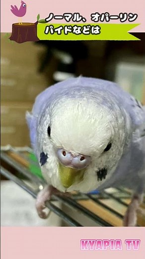 How to tell the difference between male and female Budgerigars | Male or female? #Shorts