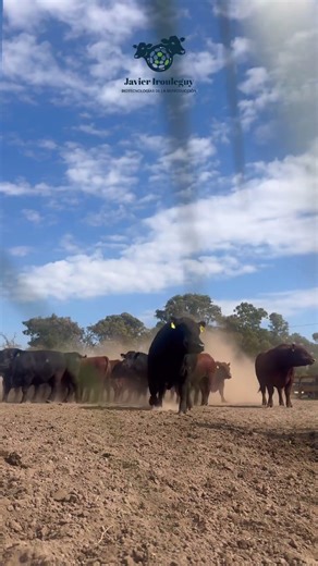 Todo empieza con un toro fértil 🐂 #agro #veterinaria #campoargentino