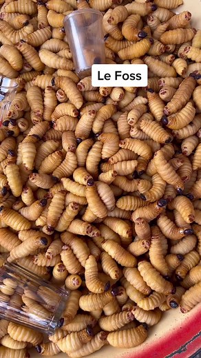 Ingrédients (4 personnes) : - 1Kg de foss - Odjom - Deux piments - Sel ou cube maggi étoile - Messep - Ossoan Nnam - 1/2 Oignon Préparation et cuisson (1 heure) Étape 1: Eventrez vos chenilles et les mettre directement dans une marmite propre. Étape 2: Après le nettoyage, mettre sa marmite au feu en y rajoutant odjom, messep, piment, et cube/sel (au goût) et laisser cuire 30minutes avant de commencer à mijoter pendant 15minutes. Votre plat est prêt, vous pouvez le consommer avec des plantains cu