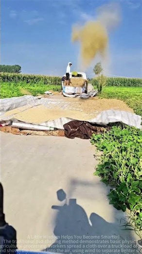 Sharing the operation of the traditional pea shelling method