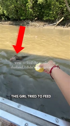 Feeding monkeys gone wrong