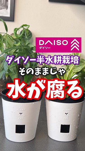 ダイソーで楽しむ半水耕栽培とそのコツ