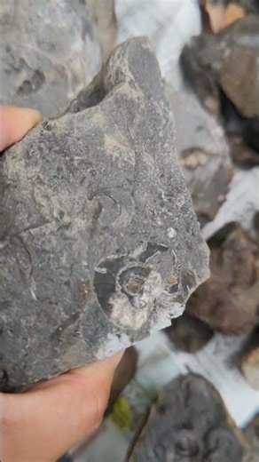 北海道で化石探しの成果 #化石 #ammonite #アンモナイト #化石ハンター #化石探し #化石発掘