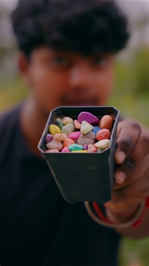 Which stone is actually a plant? #livingstone #lithops