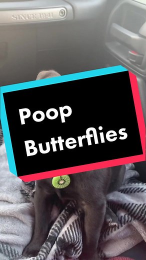 And poop butterflies 💩🦋 #ClearGenius #puppy