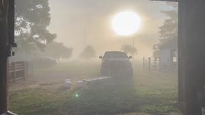 Morning Dew | Bentley Bros. Farms