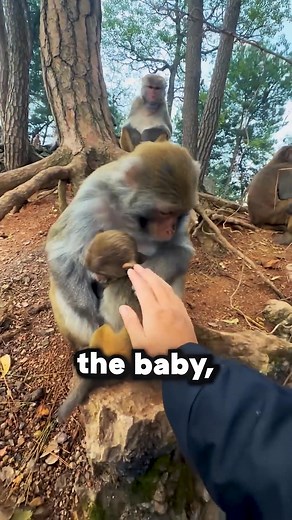 66K views · 2.5K reactions | Mother Monkey’s Kind Act  She Helped a Human in Need | Animal rescue house | Facebook