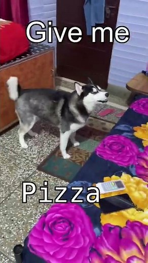 Husky Saying I love You (FIRST TIME) Review reloaded dog || Dog video || Husky dog talking | #short