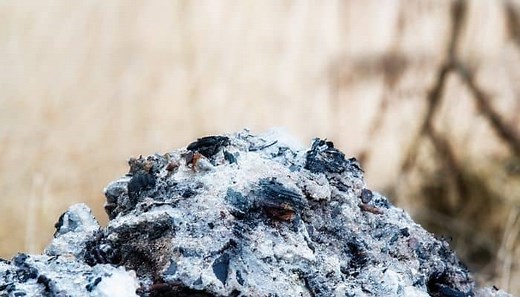 Is Wood Ash Beneficial For Your Tomato Plants? How To Use It? - The Scientific Gardener