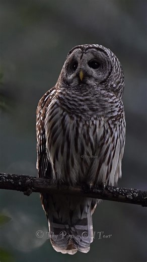 Barred Owl | Thy Pygmy Owl Tour