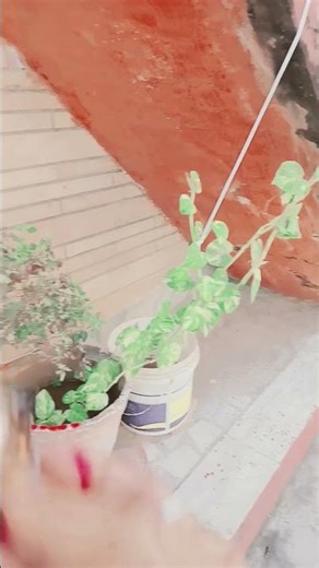 Tulsi Man Ki Aarti viral video