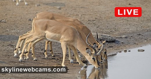 Live Cam Safari Live - Zambia | SkylineWebcams