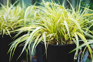 Japanese Forest Grass | Petitti Garden Centers