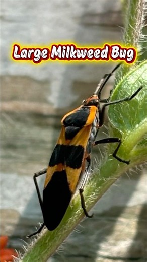 Large Milkweed Bug Creature Report! #nature #wildlife #bug #insects #beetle #animals #flowers