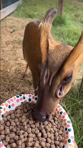 Reeves’ Muntjac: Tiny deer with scent glands, giving their face a unique, hole-like look #animals