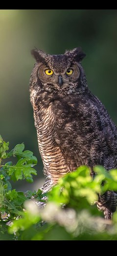 Wildlife photography in the woods. Great Horned Owl stretching before its big hunt. #photography #wildlifephotography #owls