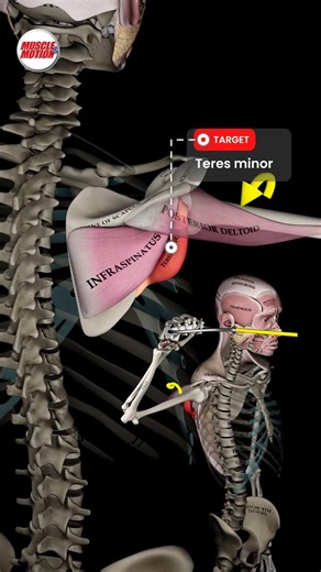 📚 Shoulder External Rotation at 0° vs. 90° A study by Kurokawa et al. (2014) revealed how muscle engagement changes with arm position during shoulder external rotation. 🔹 At 0° abduction: The infraspinatus does most of the work, powering the movement when your arm stays close to your body. 🔹 At 90° abduction: The teres minor takes over, showing peak activation when your arm is raised to the side. 💪 Understanding these differences helps you train smarter, enhance shoulder stability, and boost