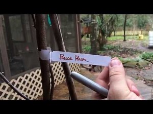 Tree Tags to Label Trees