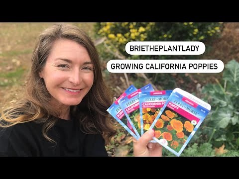 How to grow California Poppies